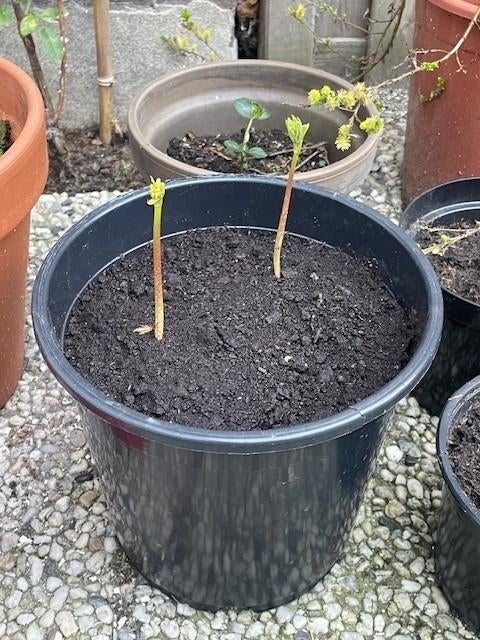 Kastanje boompjes, Tuin en Terras, Planten | Bomen, Halfschaduw, Overige soorten, Lente, Minder dan 100 cm