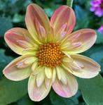 Gezocht Dahlia Apple blossom, Ophalen of Verzenden, Volle zon, Knol