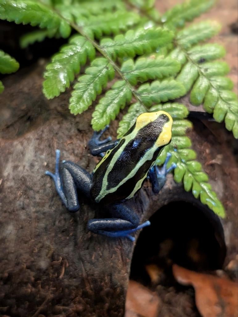 Dendrobates Tinctorius Cobalt Frog - unknown for sale from NKexotics nl