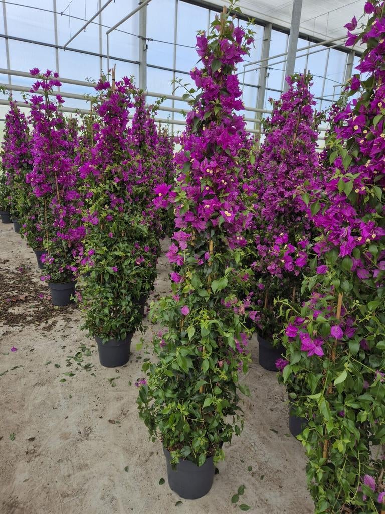 Bougainvillea piramide 1.80 mtr., Tuin en Terras, Ophalen of Verzenden, Overige soorten, Minder dan 100 cm
