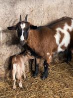 Dwergeitjes, Dieren en Toebehoren, Meerdere dieren, Geit