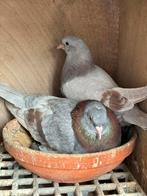 Takla rode doffer, Dieren en Toebehoren, Mannelijk, Tuimelaar of Roller