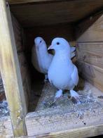 Takla koppel, Dieren en Toebehoren, Vogels | Duiven, Meerdere dieren, Postduif