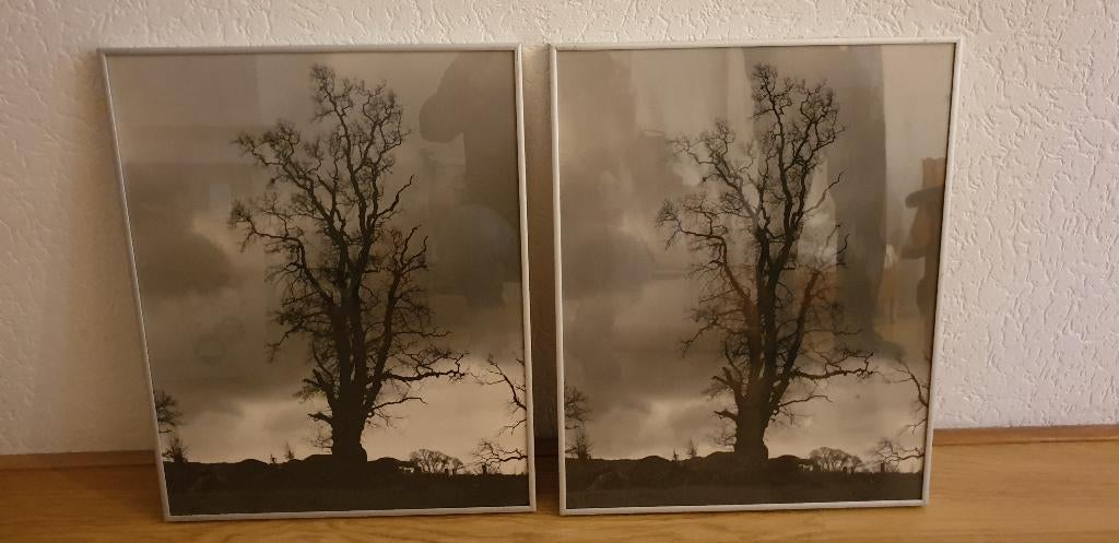 foto's in lijst bomen, Ophalen, Minder dan 50 cm, Foto of Poster, Minder dan 50 cm