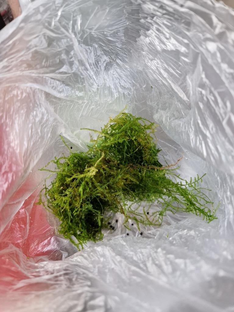 Zakje Javamos, Ophalen, Nieuw, Plant(en), Steen of Hout, Overige merken