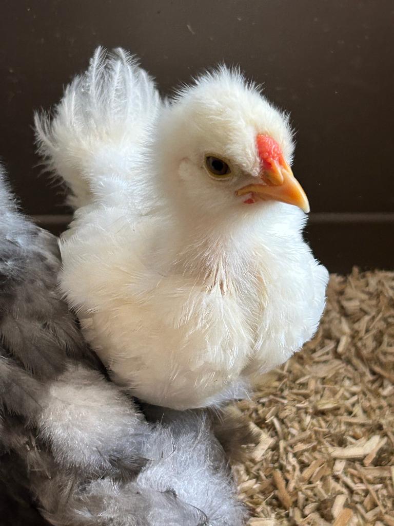 Frizzle USA Zijdehoen kuikens, Mannelijk, Kip