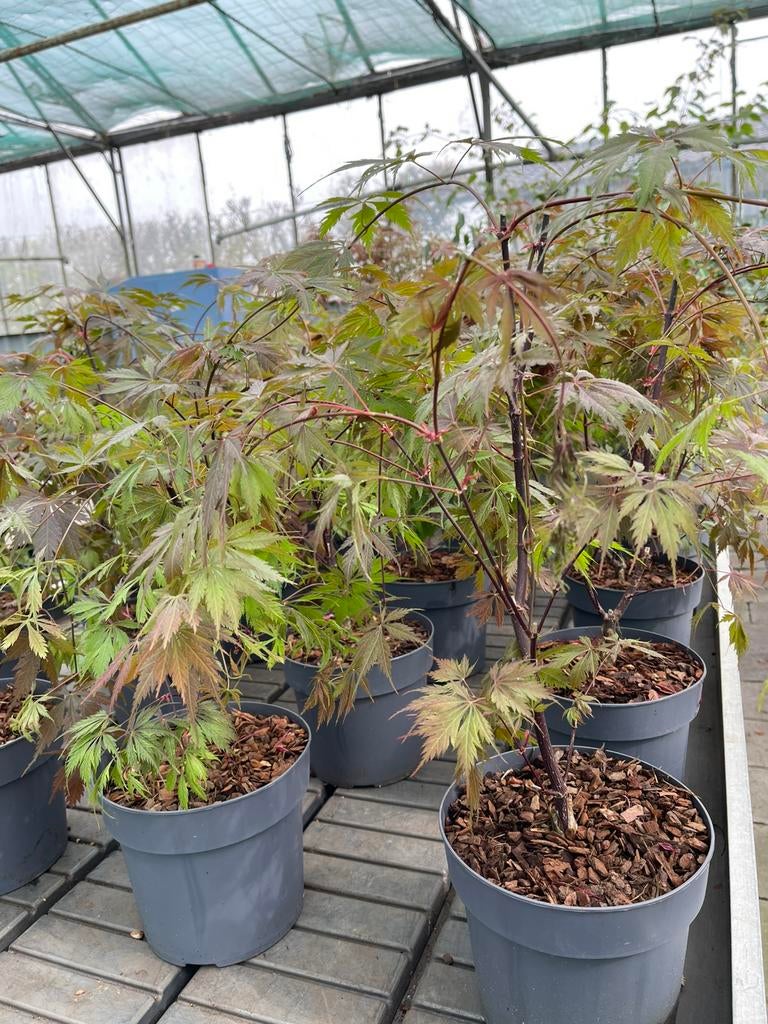 Esdoorn - Acer “Black Lace”, Tuin en Terras, Planten | Bomen, Ophalen, Bloeit niet, Halfschaduw, Overige soorten