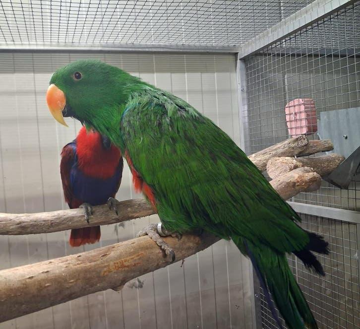 bewezen koppel edel papagaaien, Dieren en Toebehoren, Vogels | Parkieten en Papegaaien, Meerdere dieren, Parkiet, Geringd