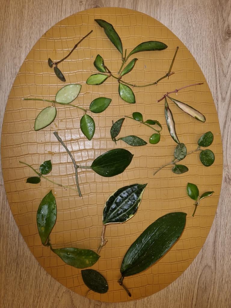Ongewortelde hoya stekjes pakket 15x €20, Ophalen of Verzenden