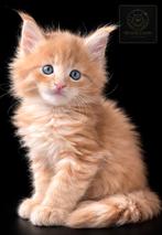 Maine Coon Kitten Kater | MCO e | Kampioenslijn Jason x Lady, Dieren en Toebehoren, Katten en Kittens | Raskatten | Langhaar, Kater
