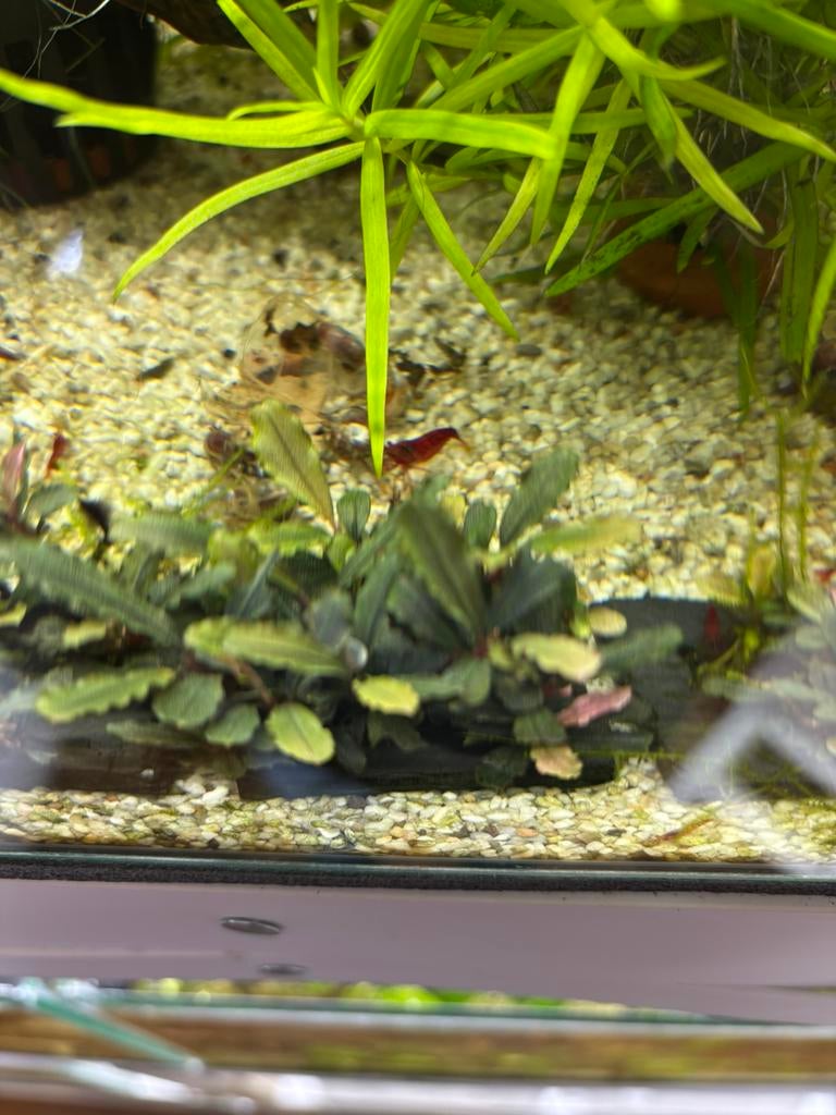 Bucephalandra lamandau classic, Vis