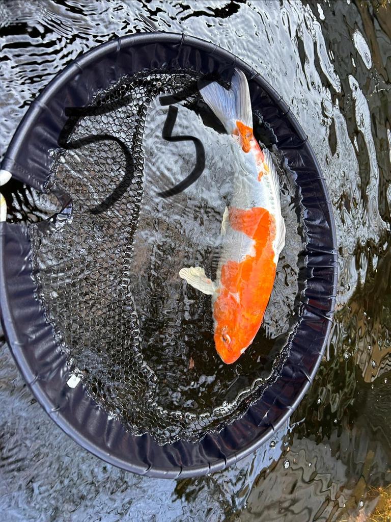 Sanke koi, Dieren en Toebehoren, Vissen | Vijvervissen, Karper of Koi