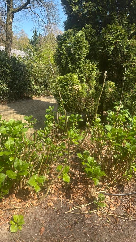 Walnoot uit eigen tuin 160 cm, Ophalen of Verzenden, Overige soorten, 100 tot 250 cm