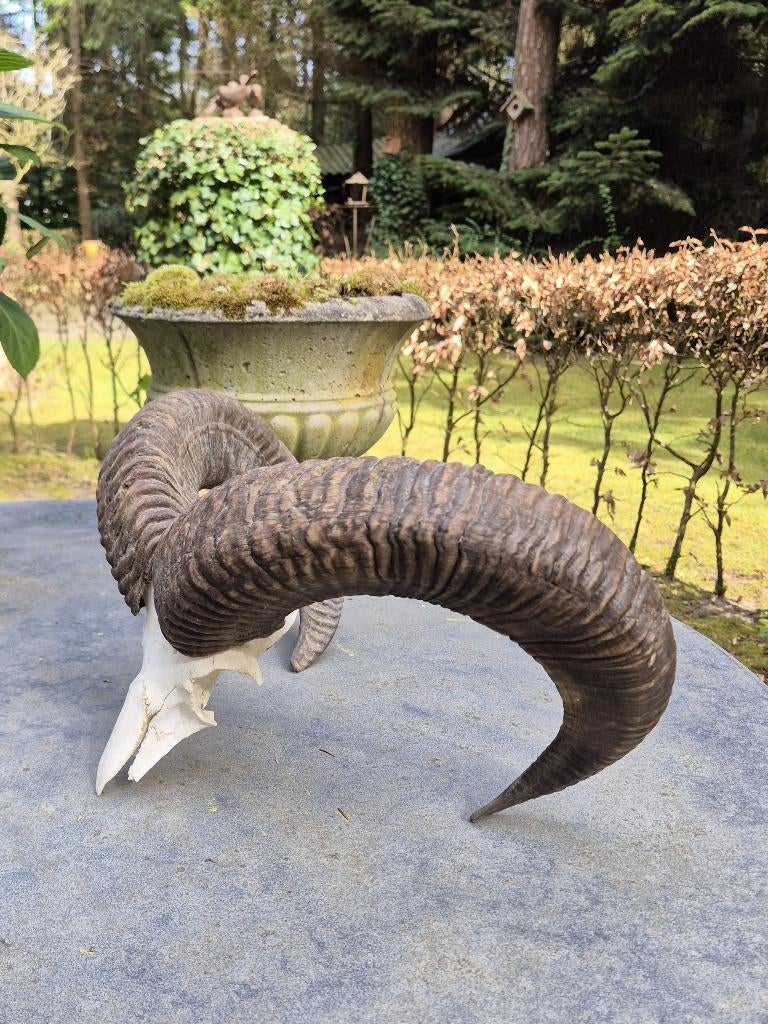 Prachtige Moeflon Schedel Met Hoorns Jacht Mancave g67, Ophalen of Verzenden, Zo goed als nieuw, Wild dier, Schedel