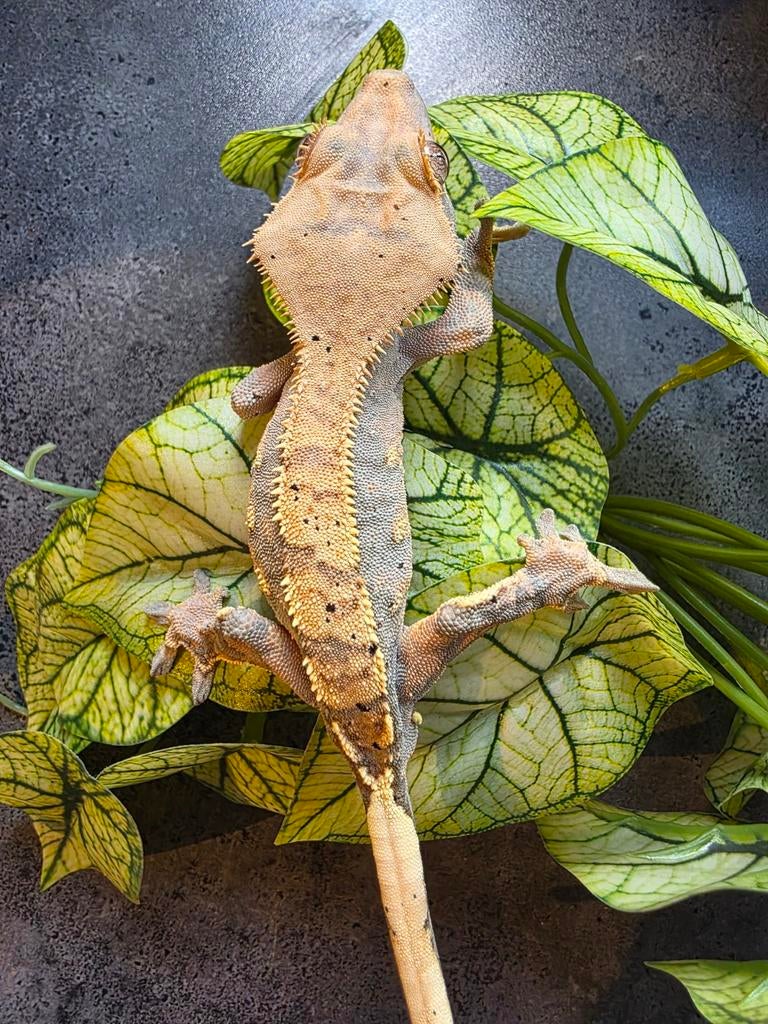 Tricollor harlequin tangerine spots man Crested Gecko - male for sale from MiSa