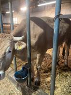 Blonde koe, Vrouwelijk