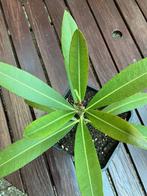 Wilde oleander, Tuin en Terras, Volle zon, Vaste plant, Zomer, Ophalen