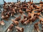 Isa Brown Leghennen, Dieren en Toebehoren, Pluimvee, Vrouwelijk, Kip