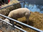 Te koop mooie swifter ram ., Mannelijk, Schaap, 0 tot 2 jaar