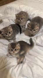 Britse korthaar kittens, Ophalen