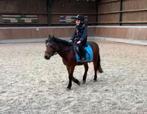 Super mooie leuke kinderpony te koop, Dieren en Toebehoren, Pony's, Met stamboom, Ruin, Dressuurpony, L
