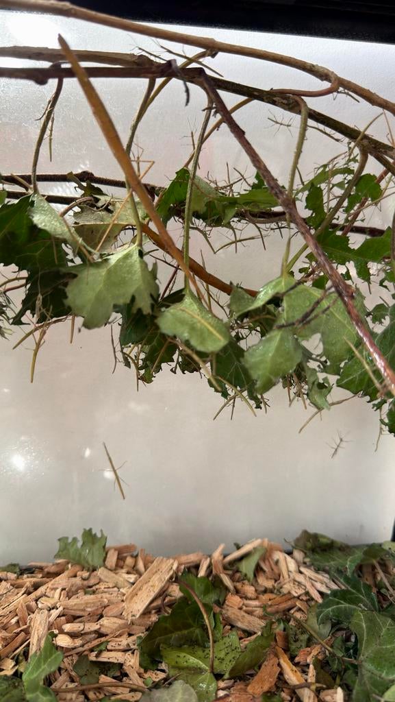 Wandelende takken, Dieren en Toebehoren, Insecten en Spinnen, Wandelende tak