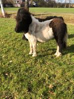 Shetland pony Shetlander, Dieren en Toebehoren, Pony's, Merrie, Met stamboom, Niet van toepassing, 0 tot 2 jaar