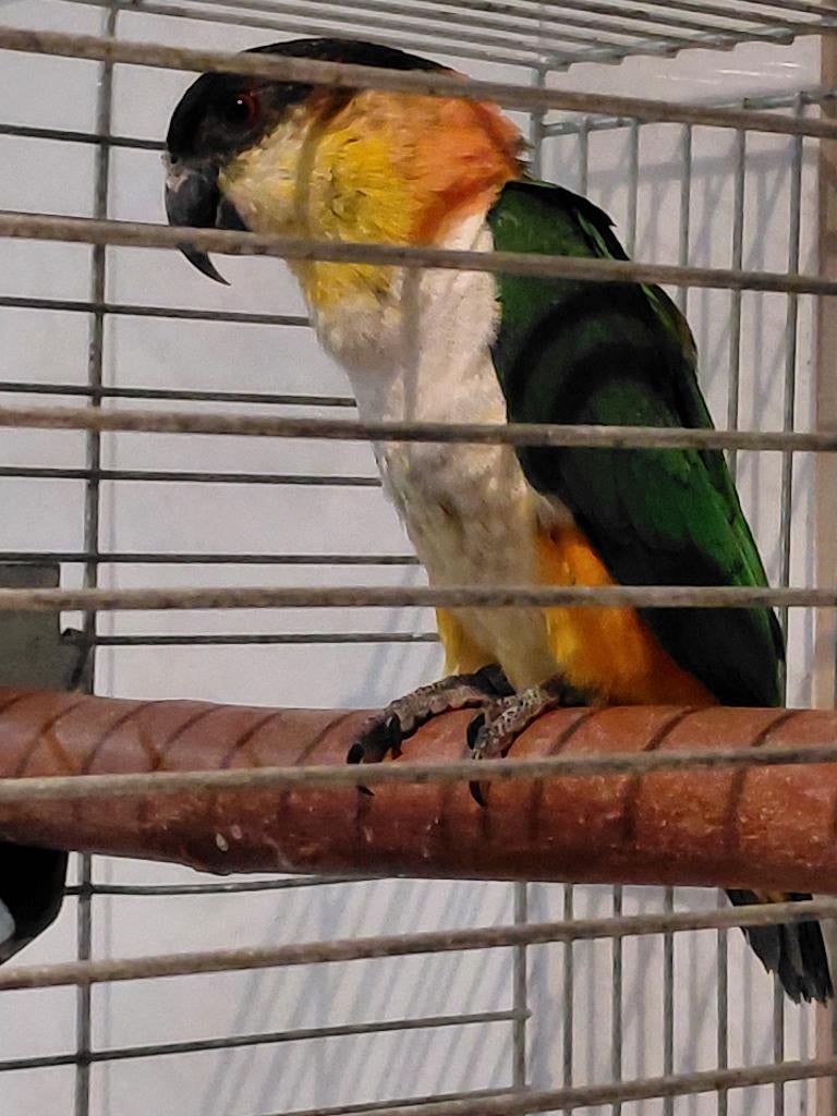 Jonge Zwartkopcaique-papegaai met een..., Dieren en Toebehoren, Vogels | Parkieten en Papegaaien, Mannelijk, Papegaai, Geringd