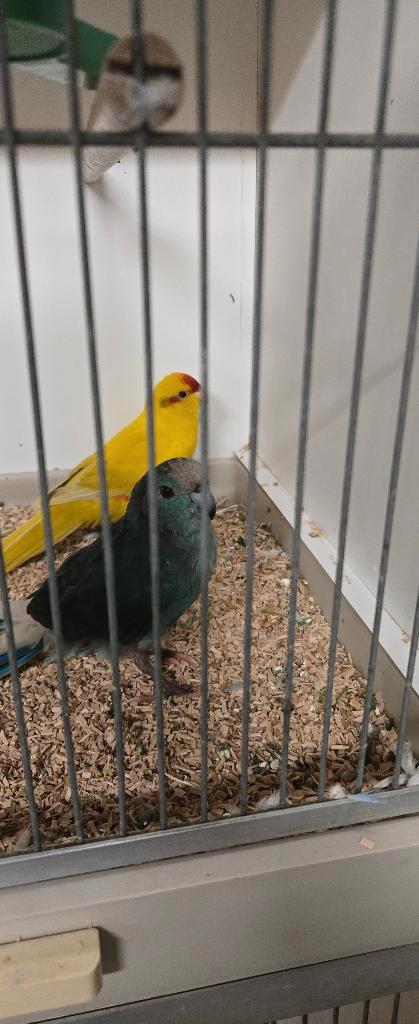 Koppel Kakariki's Blauwe man geringd - Gele Pop - Broed rijp, Dieren en Toebehoren, Vogels | Parkieten en Papegaaien, Parkiet