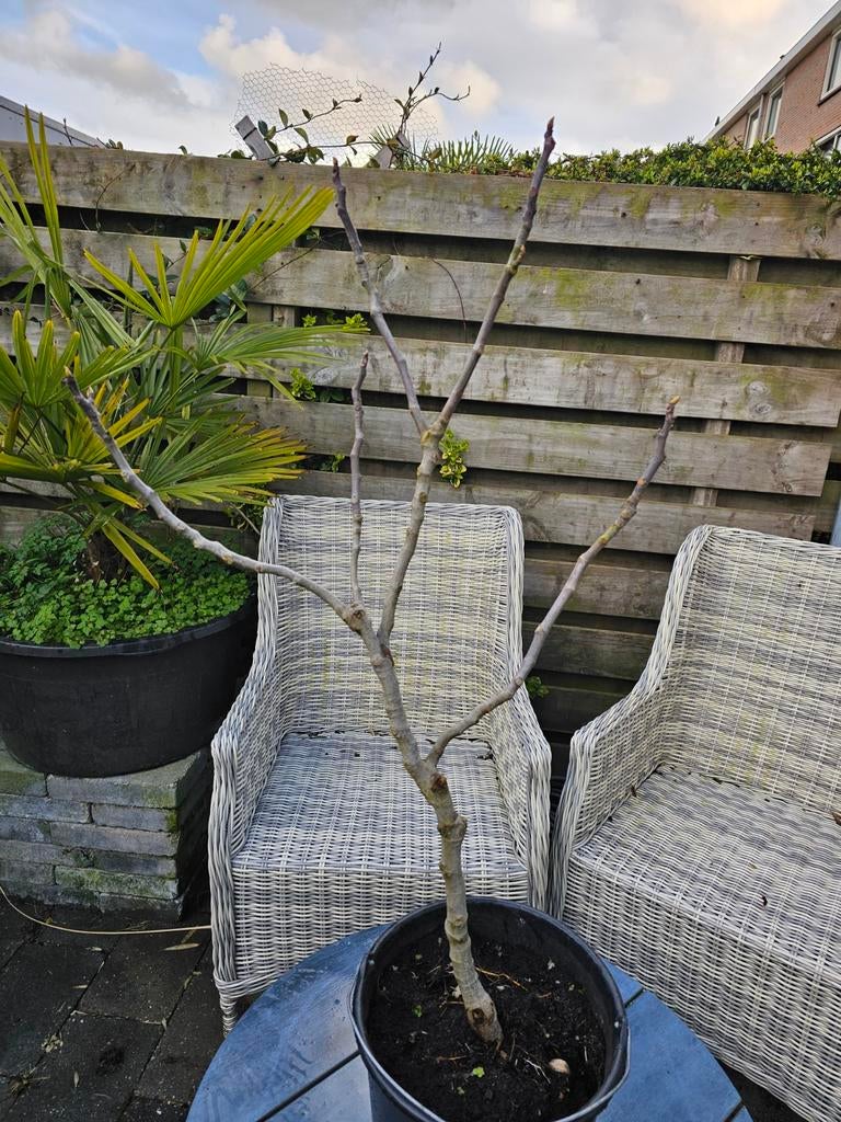 Vijgenboom 1 mtr winterhard en vruchtdragend., Tuin en Terras, Planten | Tuinplanten, Ophalen