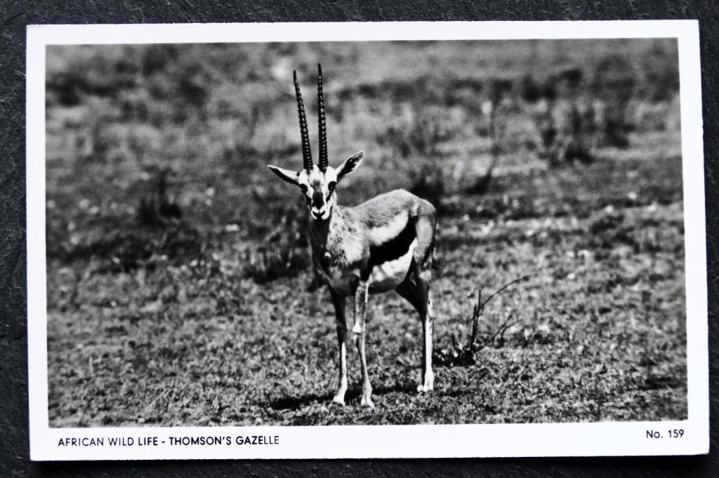 Thomsongazelle in Afrikaanse natuur, Verzamelen, Verzenden, 1940 tot 1960, Ongelopen, Wild dier