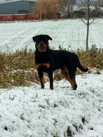 Dekreu rottweiler, Reu, 1 tot 2 jaar, Parvo, Eén hond