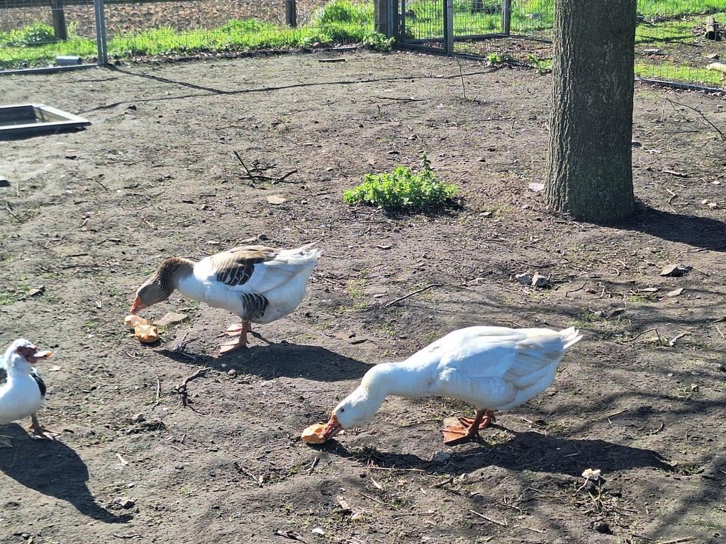 2 ganzen, Dieren en Toebehoren, Pluimvee, Meerdere dieren, Gans of Zwaan