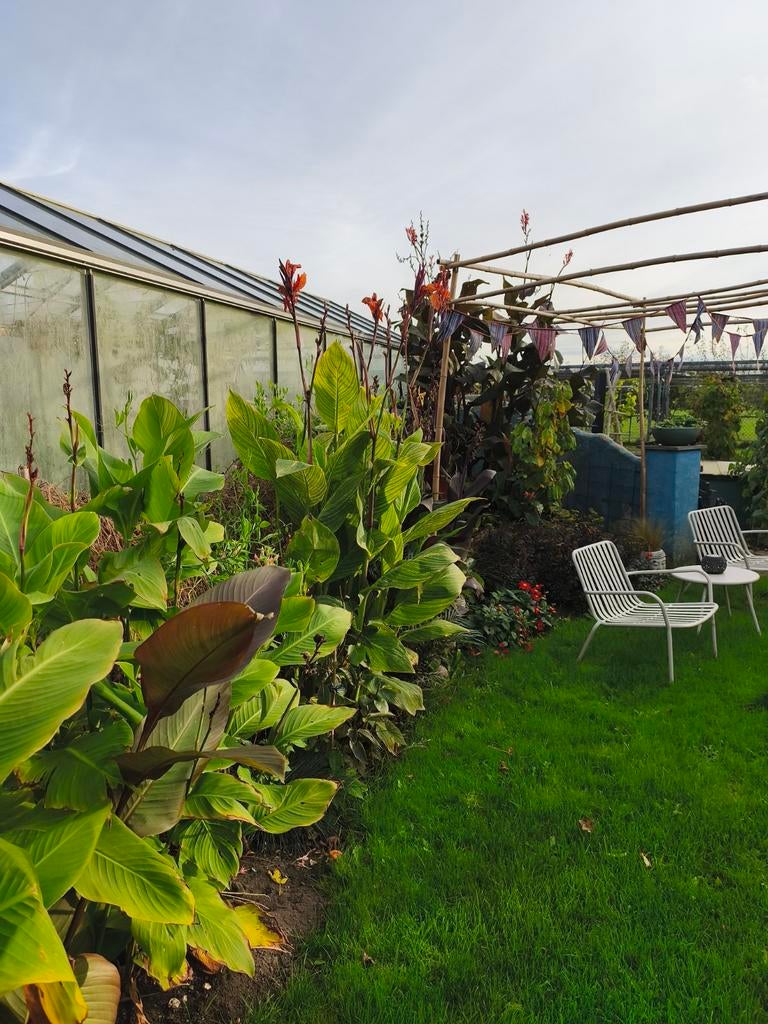 Grote Canna roodbladig, Tuin en Terras, Planten | Tuinplanten, Ophalen of Verzenden, Overige soorten, Volle zon