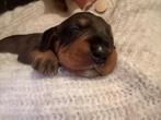 Ruwhaar standaard teckel pups: wildkleur en rood, Standaard, Parvo, 8 tot 15 weken, Meerdere