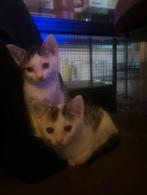 2 Europese Korthaar kittens mogen uit hun nest SAMEN!