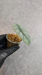 Alocasia Nebula Imperialis, Ophalen of Verzenden, Halfschaduw, Minder dan 100 cm