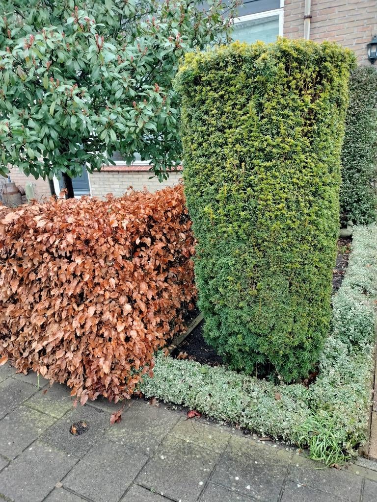 Taxus Baccata, Ophalen of Verzenden