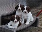 Engelse springer spaniel pups Mogen volgend weekend het nest, Parvo, 8 tot 15 weken, Meerdere, Meerdere dieren