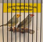 Koppel binsen astrilde, Meerdere dieren