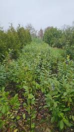 Laurierhaag (grootblad), Ophalen of Verzenden, Overige soorten, Minder dan 100 cm