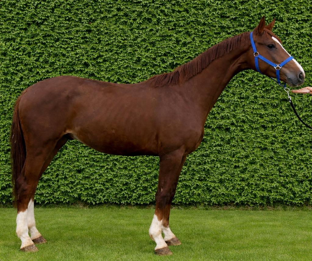 3 jarige kwpn hengst van Barton VDL x Jazz, Dieren en Toebehoren, Met stamboom, Dressuurpaard, Hengst, 3 tot 6 jaar