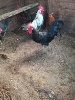 Friesehoender zwart, Meerdere dieren, Kip