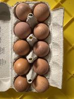 welsumer broedeieren, Dieren en Toebehoren, Pluimvee, Geslacht onbekend, Kip