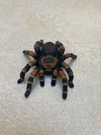 Schleich vogelspin, Ophalen of Verzenden, Zo goed als nieuw