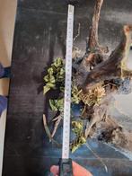 Diverse stukken aquarium hout, Ophalen, Plant(en), Steen of Hout