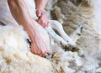 Schapen scheren, Ophalen