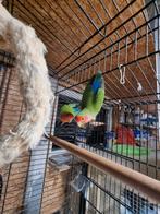 Koppel agapornis, Dieren en Toebehoren, Vogels | Parkieten en Papegaaien, Meerdere dieren, Dwergpapegaai of Agapornis