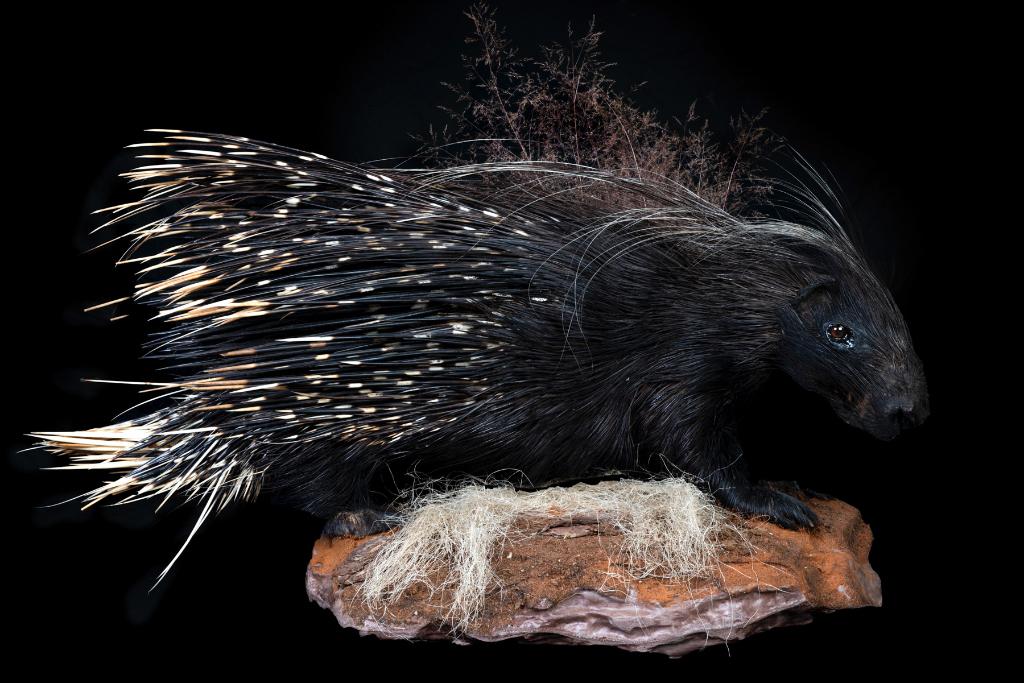 Stekelvarken Taxidermie, Ophalen, Zo goed als nieuw, Overige soorten, Opgezet dier