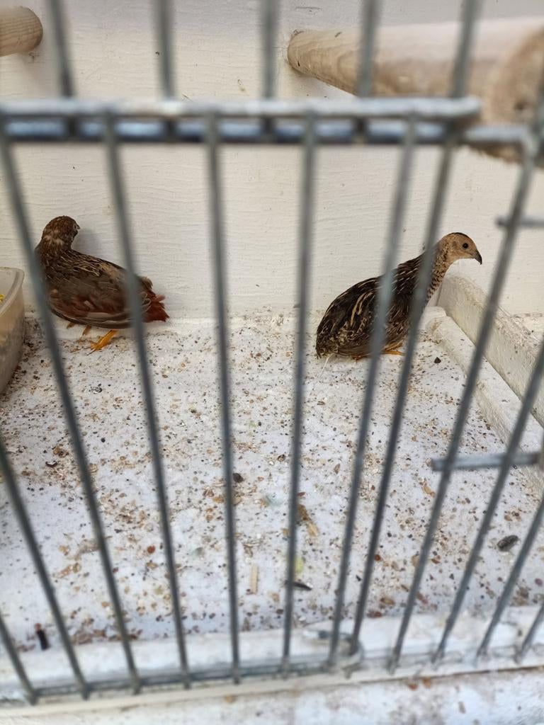 Chinese dwergkwartels broedrijp, Meerdere dieren